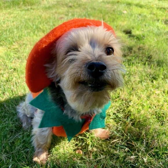 Meet your Posher, Kevin - Picture 1 of 1